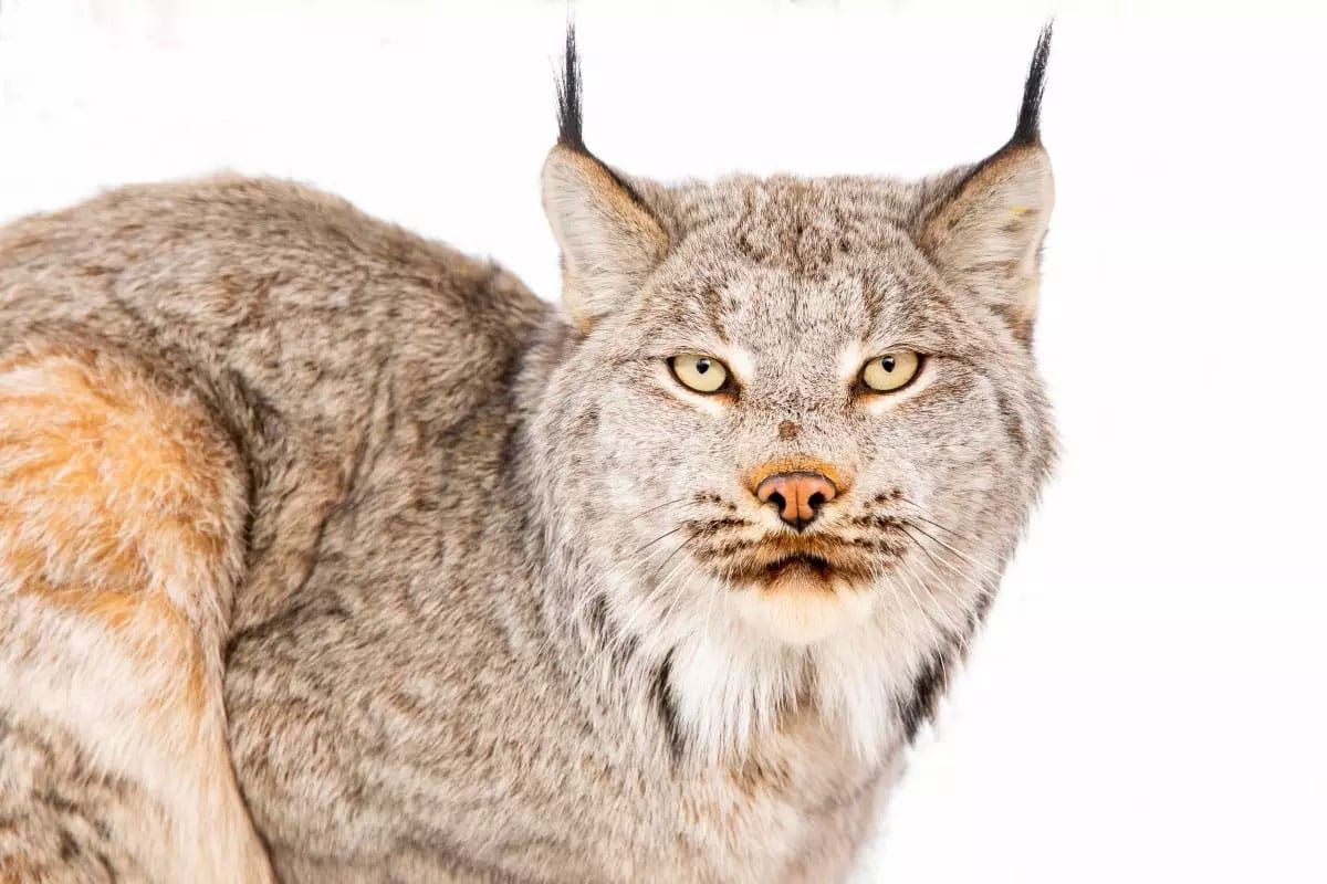 Massive "Pintler Face" logging and burning project on Beaverhead-Deerlodge National Forest challenged in federal court