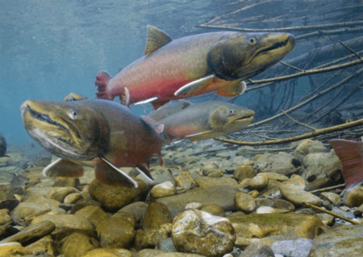Taking on the Forest Service in Federal Court