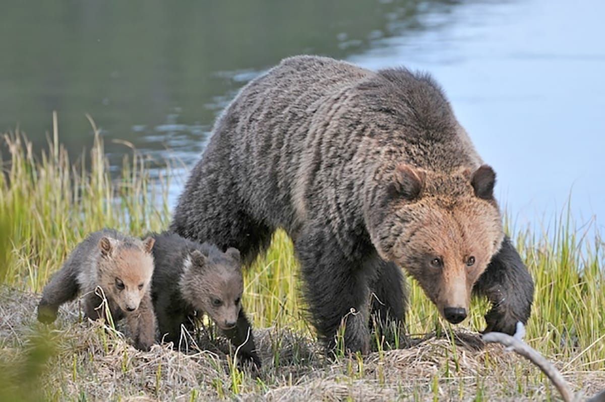 Federal Court Halts Illegal Logging to Save Endangered Grizzly Bears in NW Montana