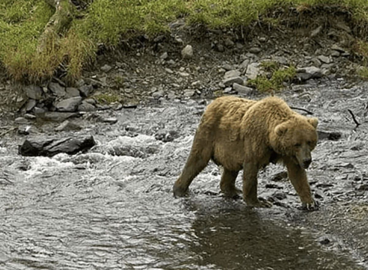 Great News! The Feds Must Proceed with Grizzly Bear Recovery in the Bitterroot Mountains Wilderness
