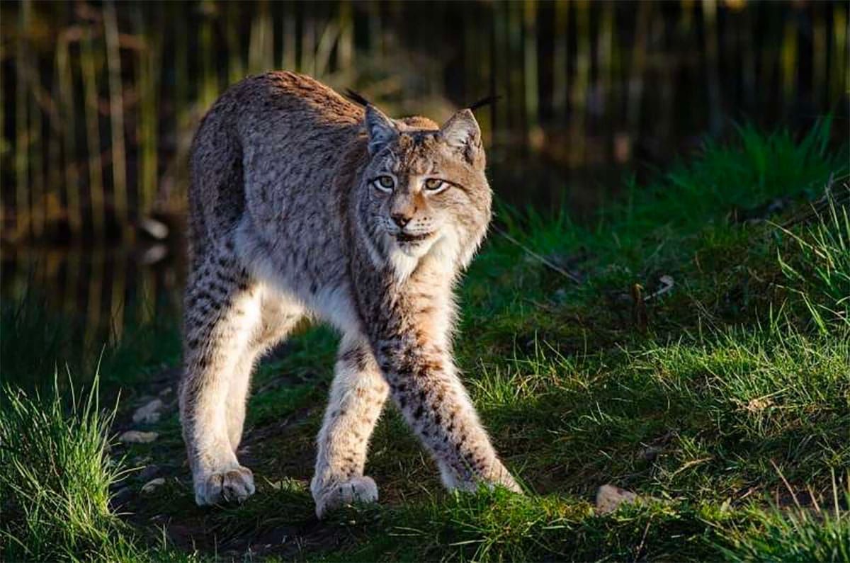 Alliance Stops Massive Logging Project in Lynx and Grizzly Habitat