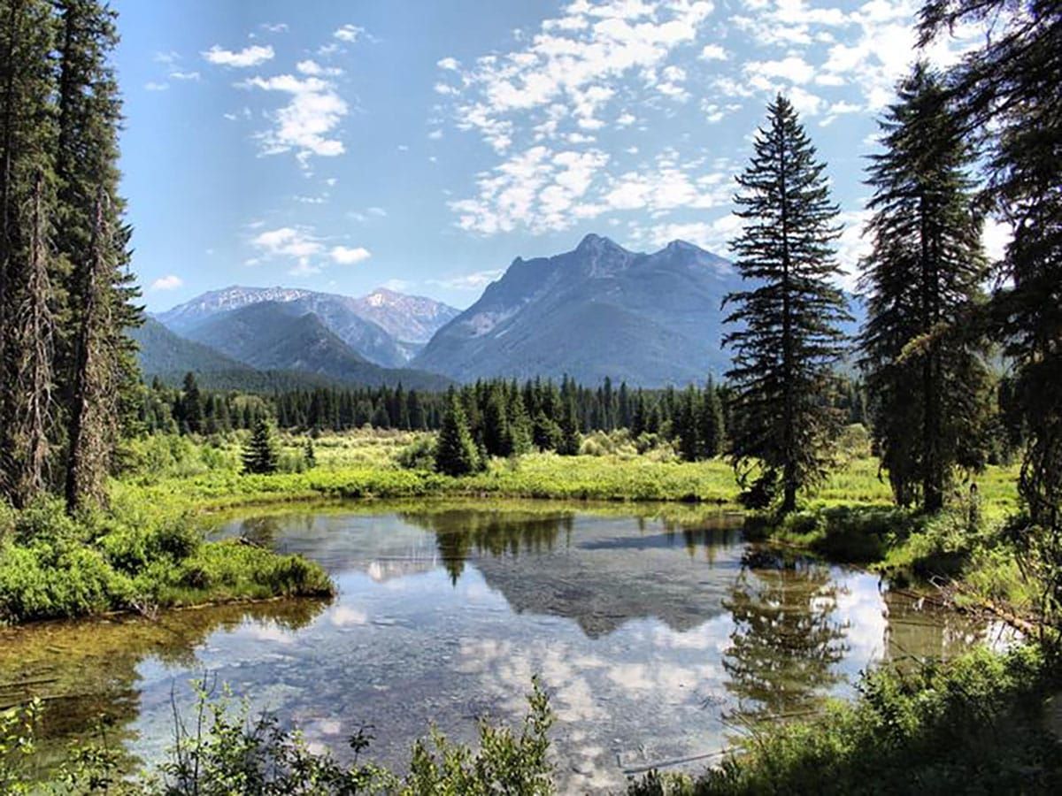Alliance for the Wild Rockies stops Cabinet-Yaak grizzly bear habitat destruction