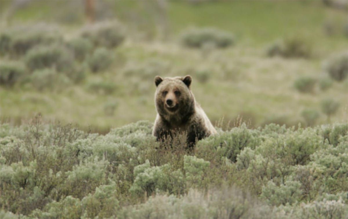 Alliance wins court challenge against widespread illegal motorized use on National Forests