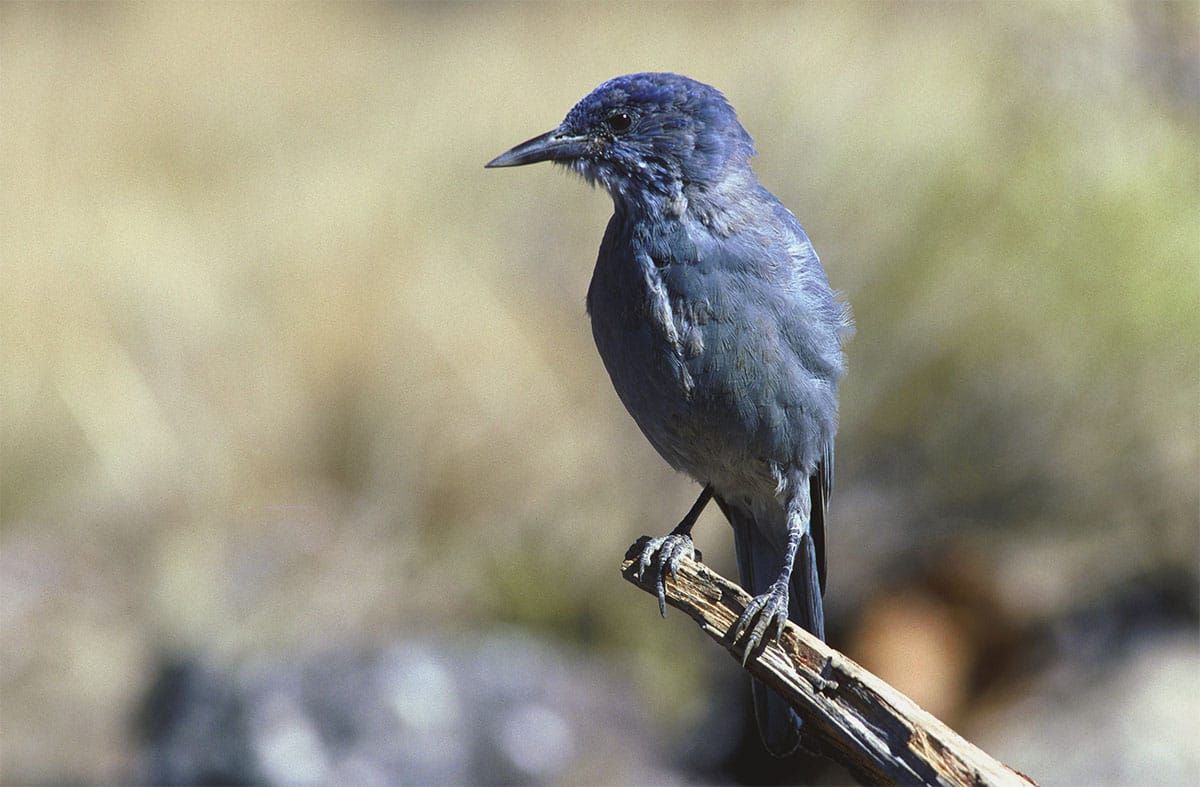 Board of Land Appeals vacates the BLM's Decision to Cutdown and Burn 560,000 acres of wildlife habitat in the Indian Peak Watershed in southwest Utah