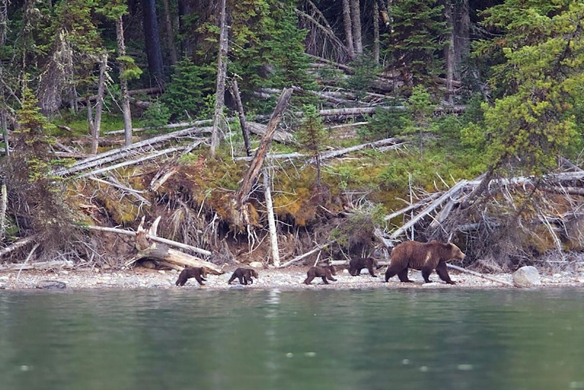 Northern Rockies Ecosystem Protection Act: Last Best Chance for the Last Best Place