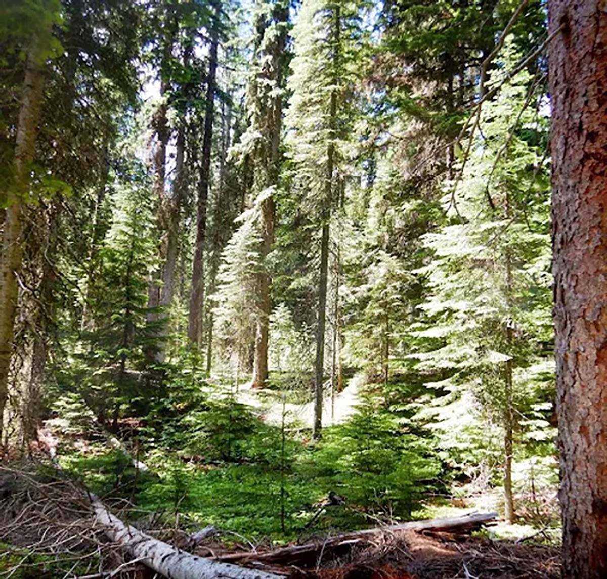 Older forests on the Kootenai National Forest are nature's best climate solution