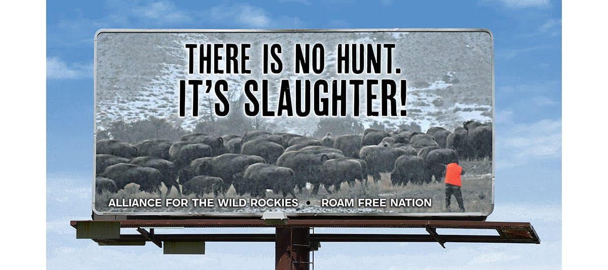 President Biden and Interior Secretary Haaland must stop Yellowstone buffalo slaughter
