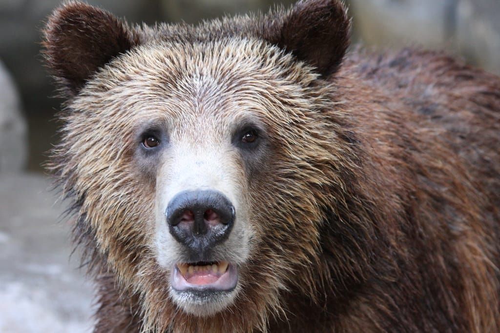 Help the Alliance protect Yellowstone Grizzly Bears