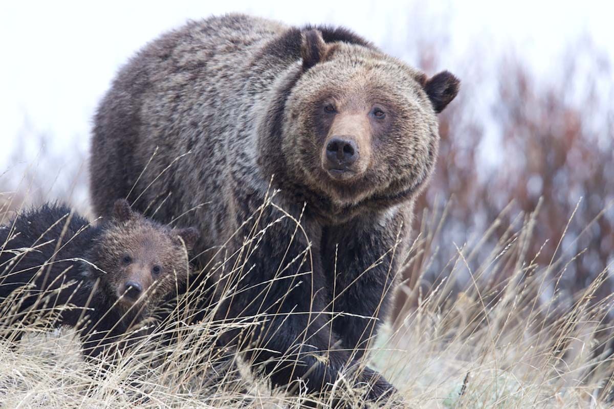 Federal Court Halts Illegal Logging in Endangered Grizzly Habitat in NW Montana