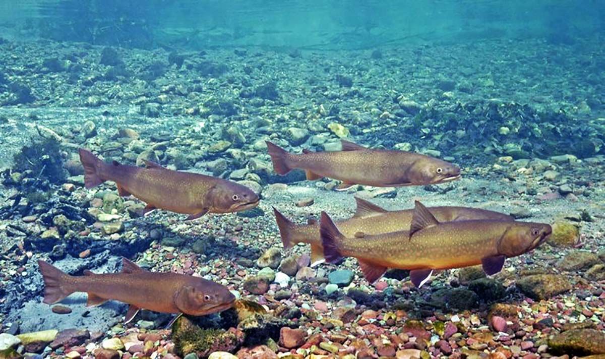 National Park Service drains "critical habitat" bull trout river to grow hay for cows