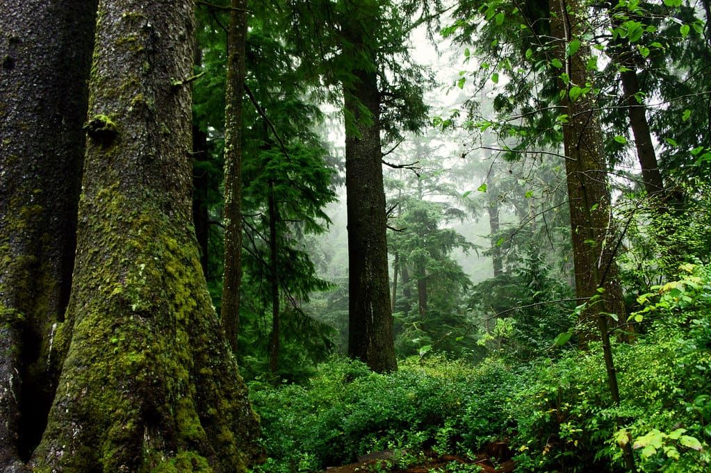 Protect Old Growth and Mature Forests