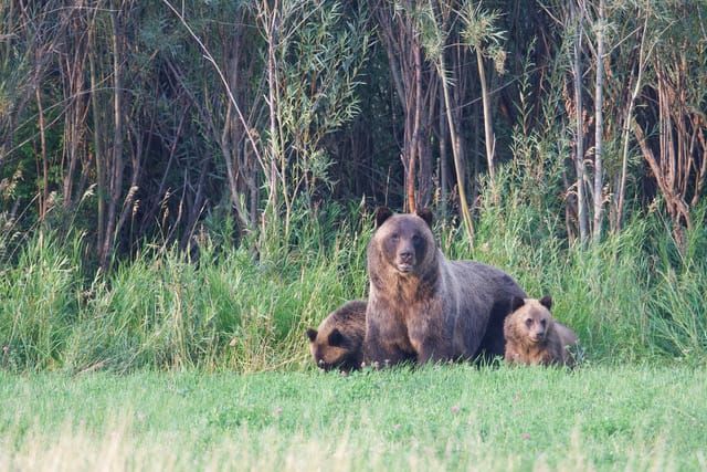Forest Service Withdraws Appeal of Massive Logging and Road-building Project in Grizzly Bear Habitat