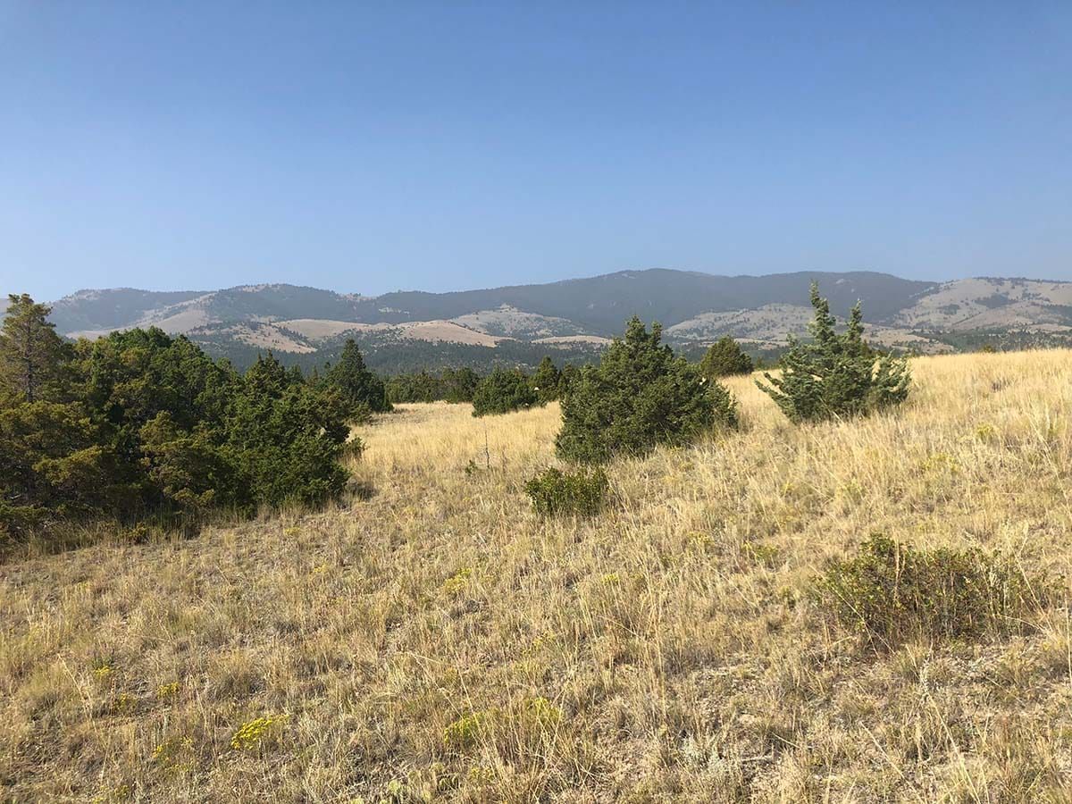 Alliance for the Wild Rockies successfully halts grazing and sagebrush-juniper burning in the Elkhorn Mountains Wildlife Management Area