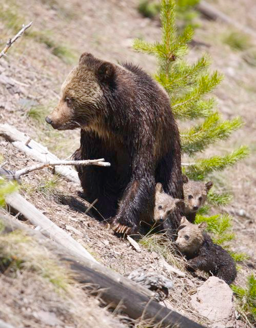 Big Victory for Grizzly Bears and Wild, Free-Roaming Elk in Montana