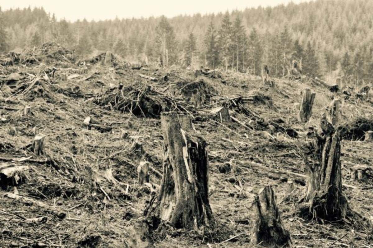 Infrastructure and Budget Bills Contain Very Bad Logging Provisions that Makes Climate Change Worse