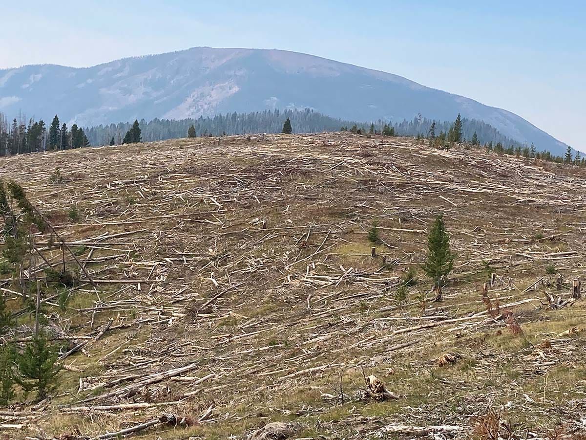 Time to Stop Clearcutting Our National Forests