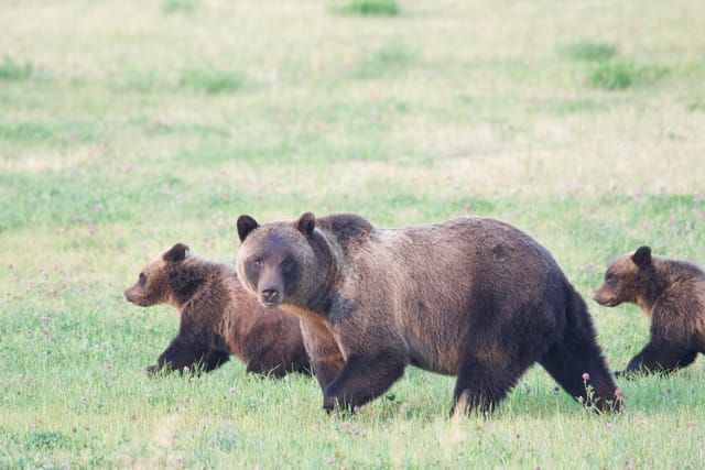 Protecting grizzly habitat