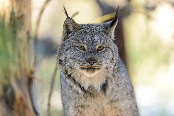 Why We're Suing to Stop the Forest Service From Clearcutting Lynx Habitat in Greater Yellowstone
