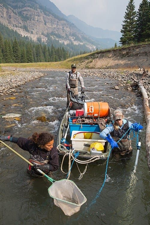 Remove non-native fish without poisoning our streams