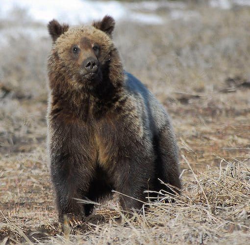 Alliance for the Wild Rockies Files Second Lawsuit to Stop North Idaho Logging in Grizzly Habitat