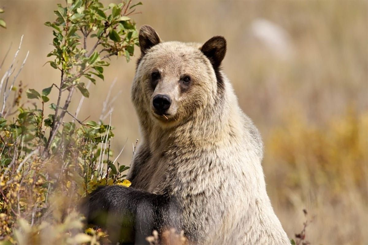 Forest Service attempts to illegally shrink "secure habitat" in huge deforestation project spurring lawsuit to protect grizzly bears