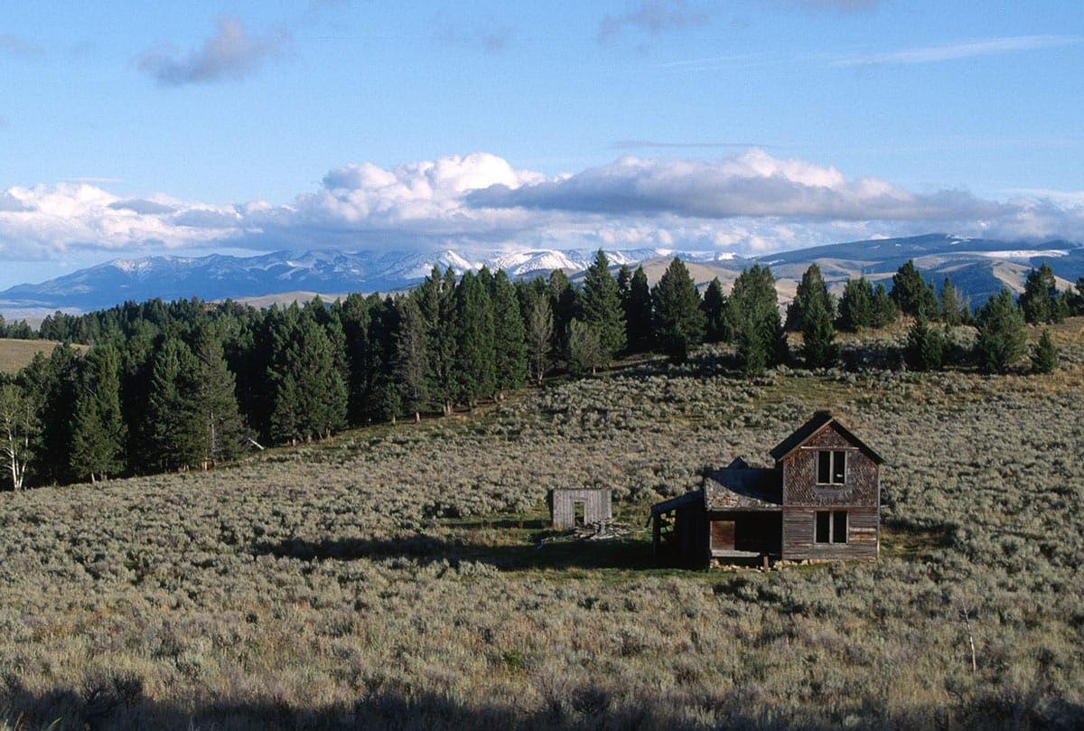 Conservation Groups Sue To Stop Massive Logging and Burning Project in Castle Mountains