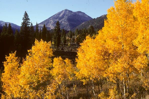 Conservation Victory! Biden administration pulls massive Henry's Fork logging and burning project next to Yellowstone National Park
