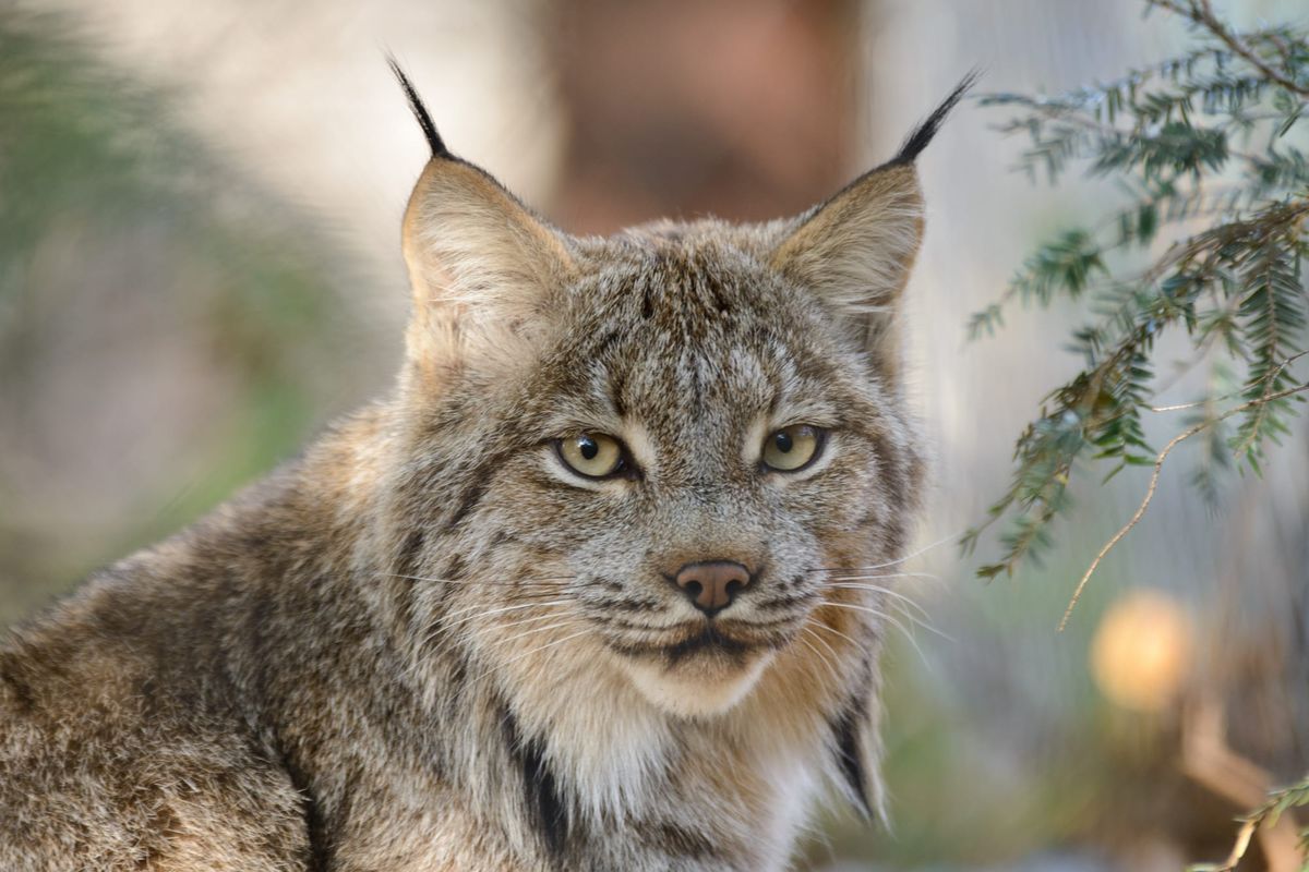 Massive logging and burning project next to Yellowstone National Park challenged over impacts to old-growth forest
