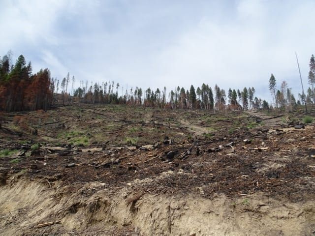 Forest Service not only loses money logging, it makes fires worse
