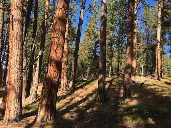 Bitterroot's 'largest project in recent memory' cancelled after Alliance for the Wild Rockies files lawsuit