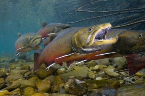 Trump Loses Again in Big Win for Bull Trout River and the ESA