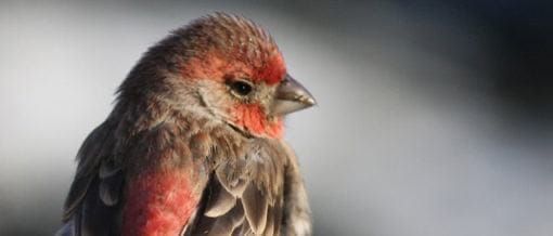 Beating Trump and Saving Juniper Habitat for Wildlife