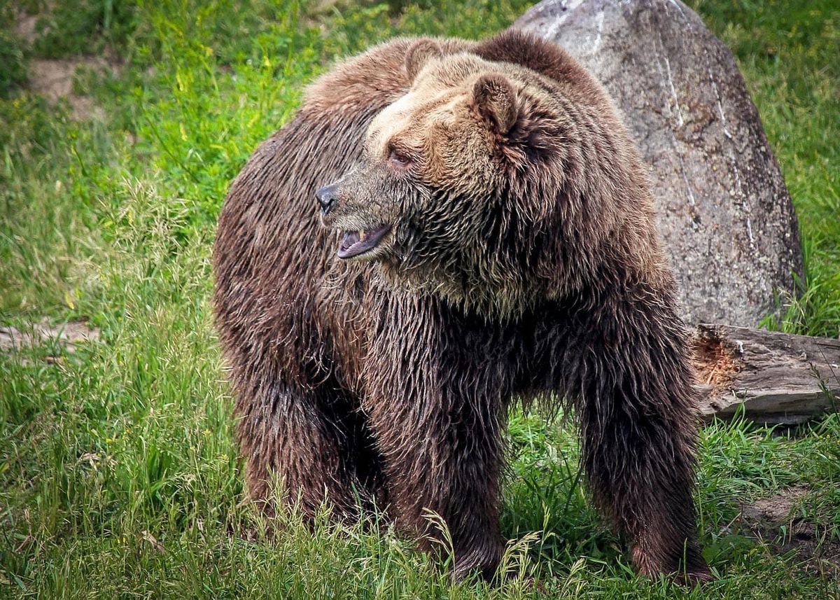 Court Denies State, Federal Bid to Strip Yellowstone Grizzlies of ESA Protections Tribes, Conservationists Win; States, Feds Lose
