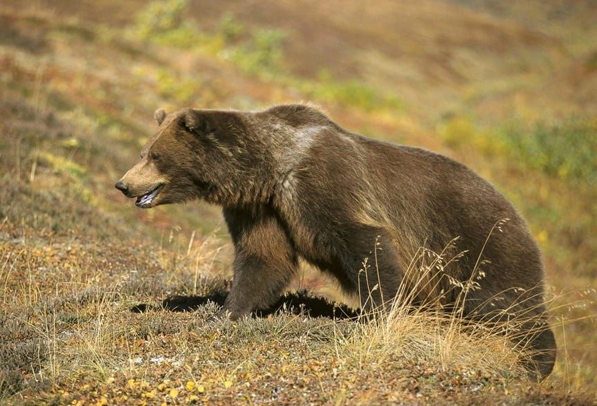 Alliance for the Wild Rockies stops Road Building, Logging, and Burning in Critical Roadless Areas