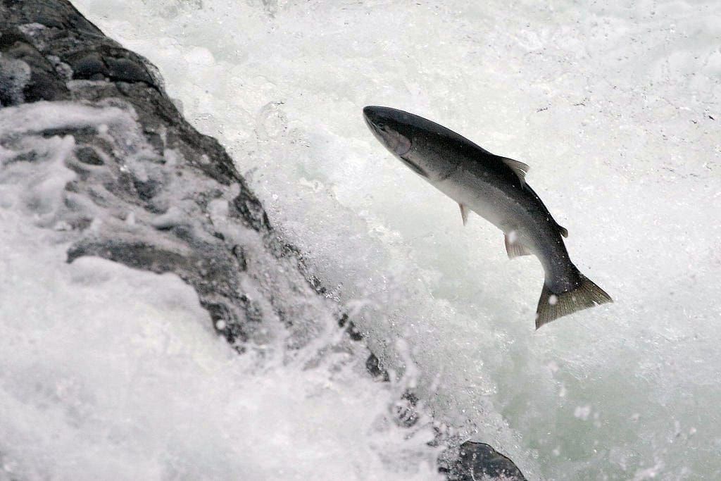 Conservation Groups Sue Trump Administration Massive Logging in Steelhead Critical Habitat