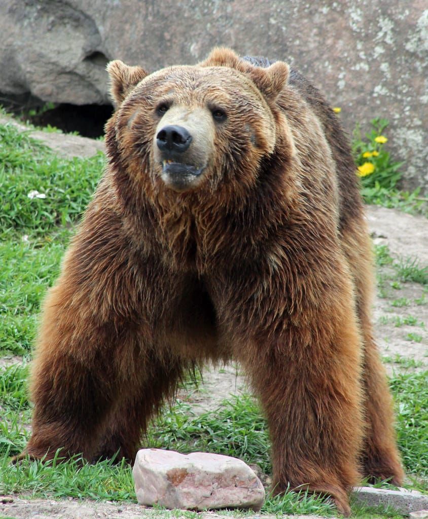 Roads Closed: a Big Win for Grizzlies in the Northern Rockies