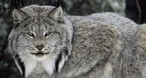 Grizzlies, Lynx, Bull Trout and Elk on the Chopping Block for Trump's Idaho Clearcuts