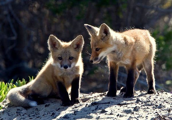 Alliance for the Wild Rockies needs your help