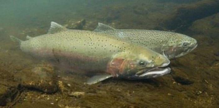 Conservation Groups Will Sue Feds to Stop Massive Timber Sale in Critical Habitat for Snake River Steelhead