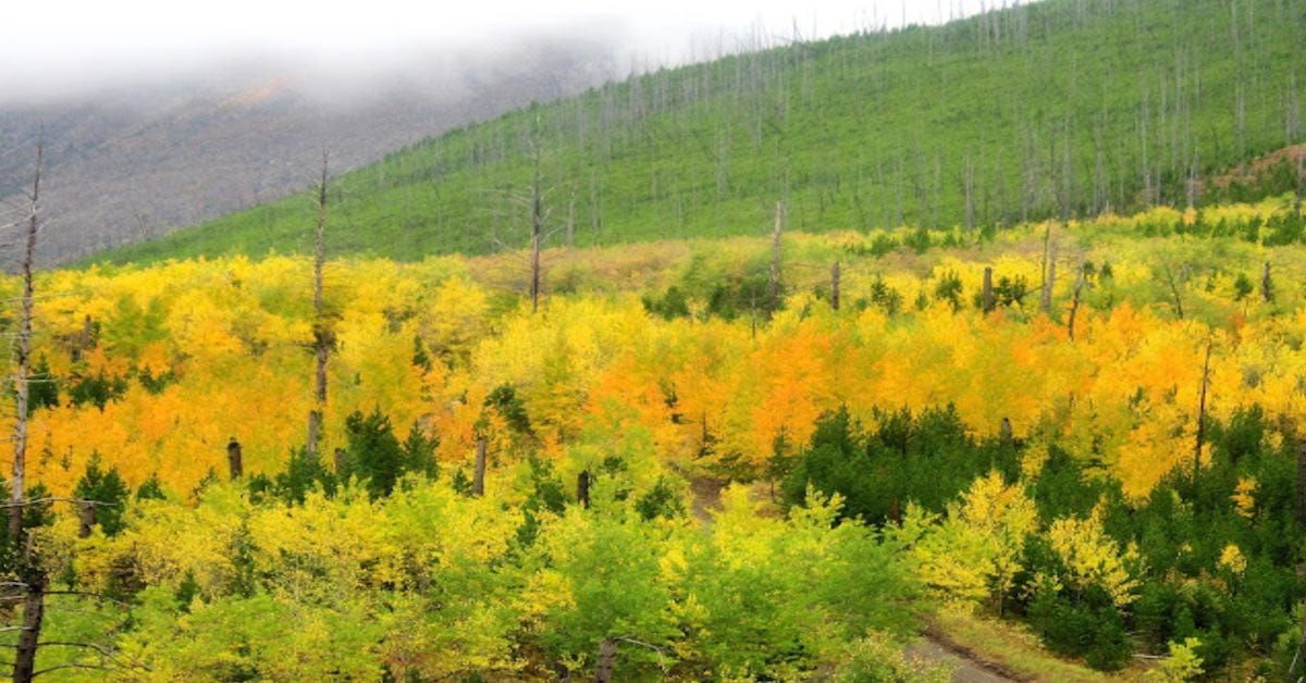 Alliance for the Wild Rockies Files Lawsuit to Stop Logging and Burning Project in Rocky Mountain Front Inventoried Roadless Area