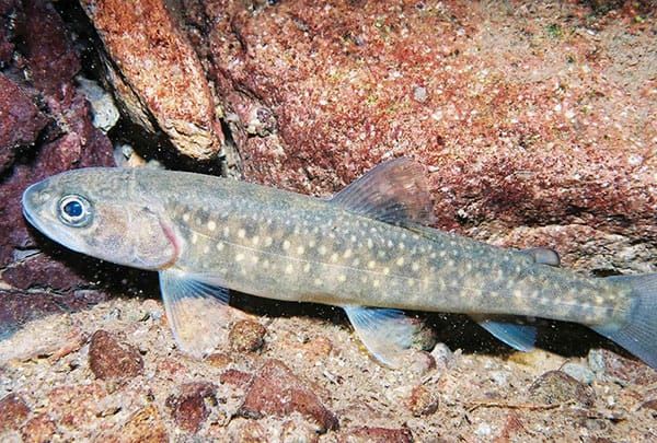 Alliance to Sue Trump Administration for Bull Trout fatalities