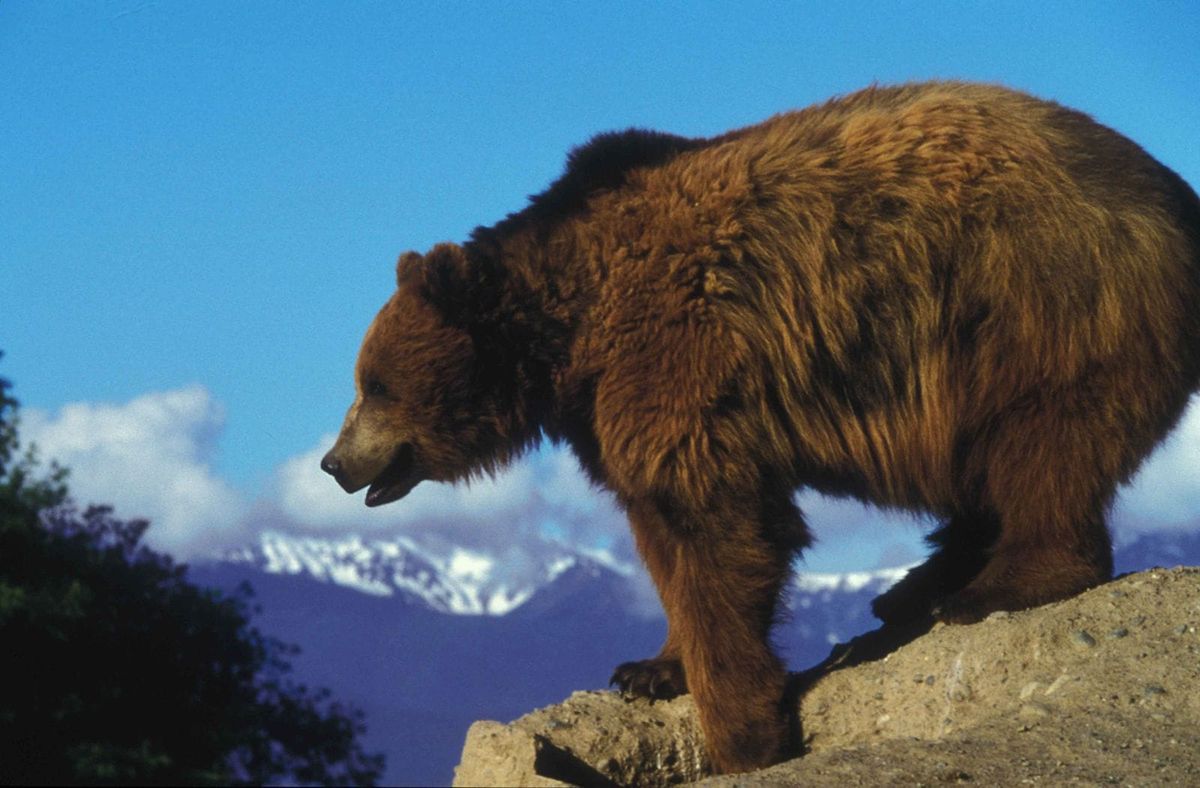 Why we need one connected grizzly bear population