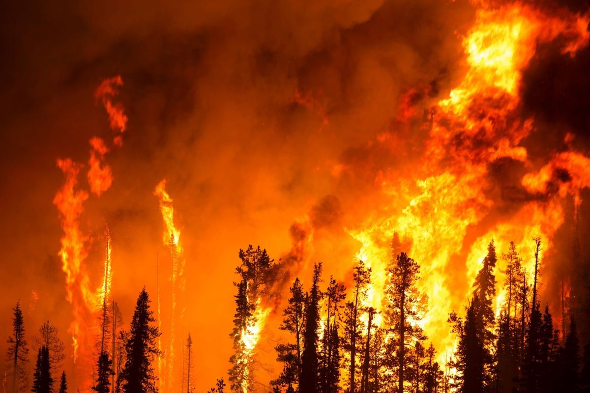 Using wildfires as an excuse to plunder forests