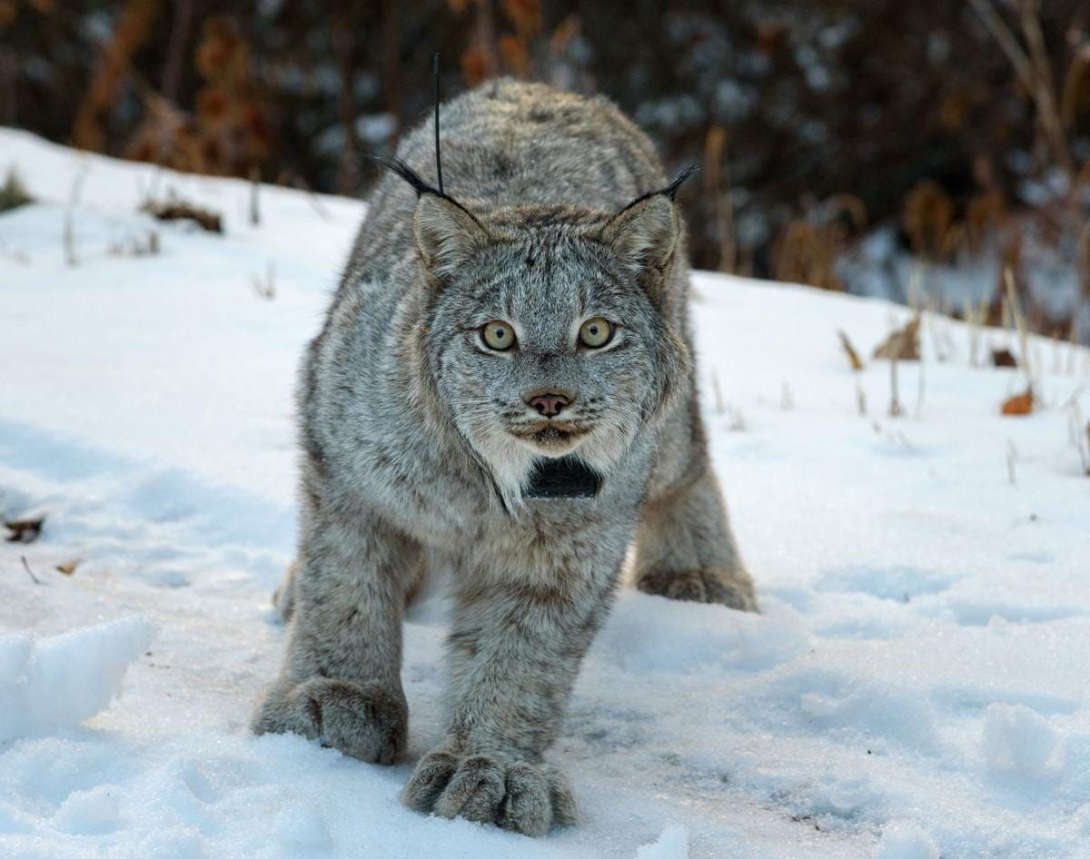 Judge halts logging project along Yellowstone National Park's border