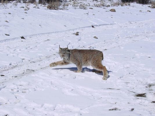 Delisting of lynx based on pending court date, not science
