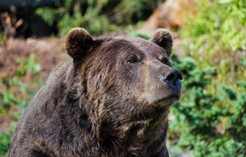 Rocky Mountain Groups to Challenge Yellowstone Grizzly De-Listing