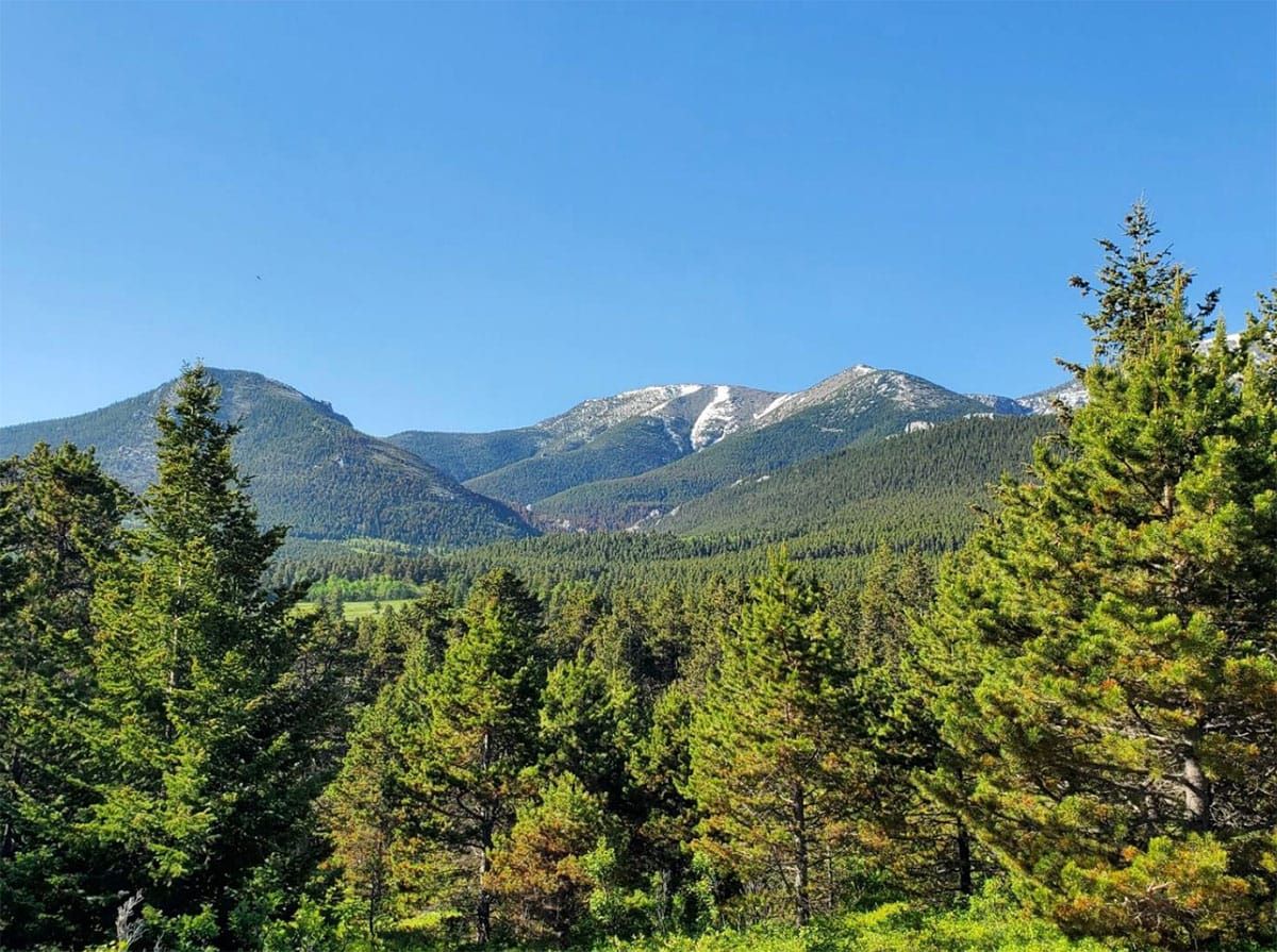 Alliance for the Wild Rockies Challenge Red Lodge Area Logging Project Again