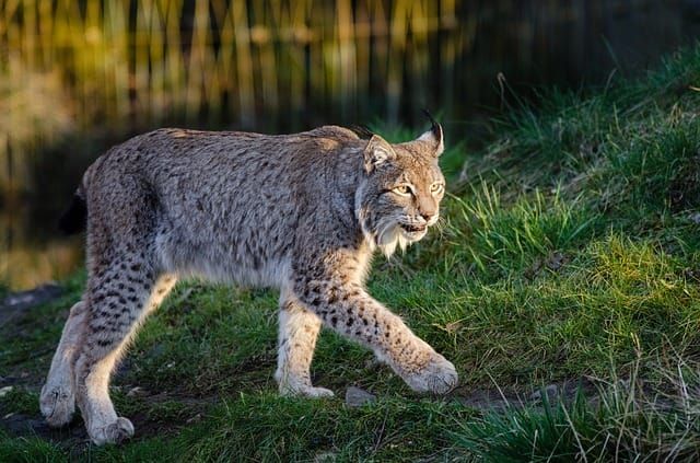 Federal District Court issues injunction stopping Stonewall Timber sale that threatens lynx habitat