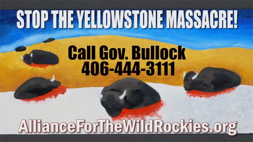 Donate for TV ads to stop yellowstone bison massacre