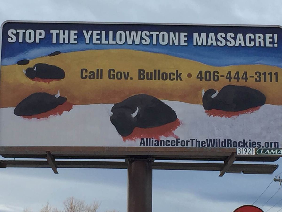Stop the Yellowstone Massacre of Bison